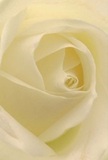 From the very first glance, this close-up of a single cream-white rose feels like a moment of quiet contemplation, as if you've paused on a peaceful corner of East Ham and leaned in to breathe. The image draws you straight into the heart of the bloom, where the petals spiral inward with unhurried grace. Each ivory layer folds over the next in a soft, organic pattern, edges smooth and slightly curled, like parchment gently rolled by time. The colour is a refined blend of warm cream and muted white, with subtle hints of pale butter-yellow nestled deep in the centre. Gentle, diffused light washes over the petals, creating a velvety matte finish broken only by delicate, almost imperceptible highlights. These highlights catch along the innermost folds, adding depth and a sense of movement, as though the rose is slowly opening before your eyes. Shadows are feather-light, slipping between the layers to give the flower dimension without any harshness. There is a sense of stillness, akin to early morning calm in Central Park Newham or a quiet side street off High Street North before the shops open. The rose feels ideal for moments of deep emotion-sympathy gathered for a farewell at the local crematorium, a tender apology, or a thoughtful gesture left on a loved one's doorstep in East Ham. You can almost sense the restrained fragrance: gentle, clean, and faintly sweet, the kind of scent that lingers without overwhelming. Viewed so closely, every curve and contour reveals both the fragility and resilience that make this classic cream-white rose a timeless symbol of reverence, remembrance, and pure, understated admiration.